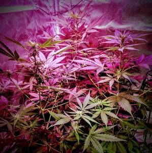 Meet your Posher, Richard